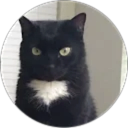Simone Borges profile picture